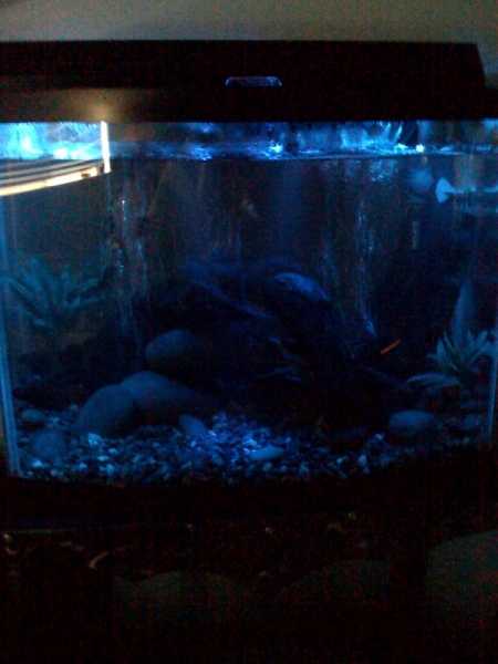 2 blue superfux one on each end, and 4 prewired 5mm in the center for a moonlight effect on my 28 gallon aquarium